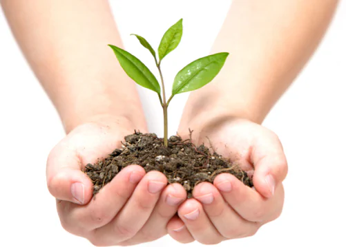 Small plant representing renewable biological feedstock for bioplastics